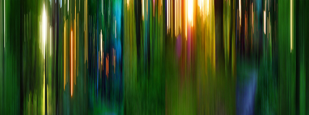 Foto-Collage: Waldlichter der Heide